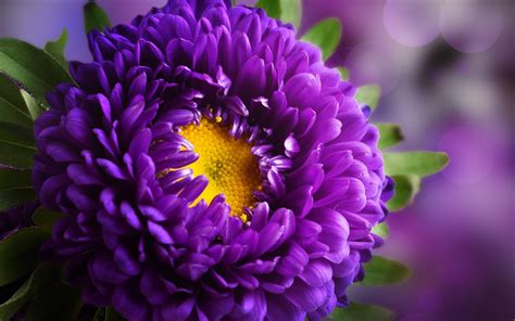 high definition flower images